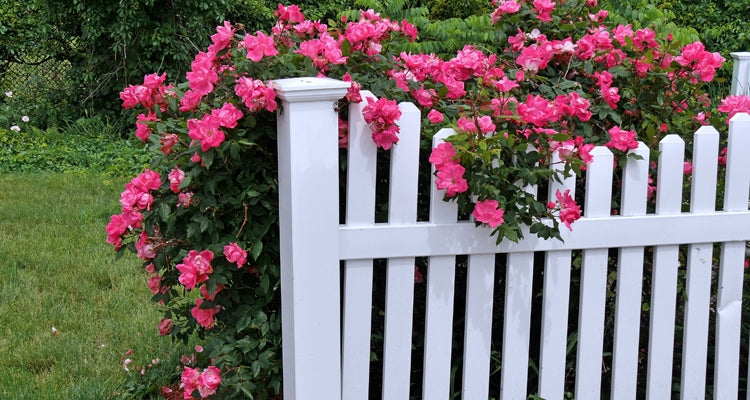 Elegant Climbing Rose Flower Seeds