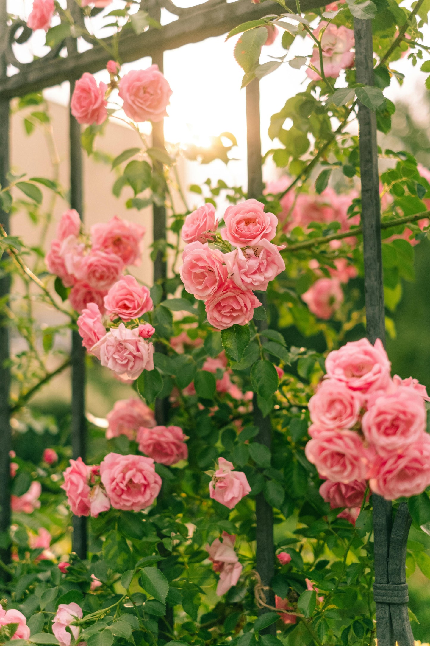 Elegant Climbing Rose Flower Seeds