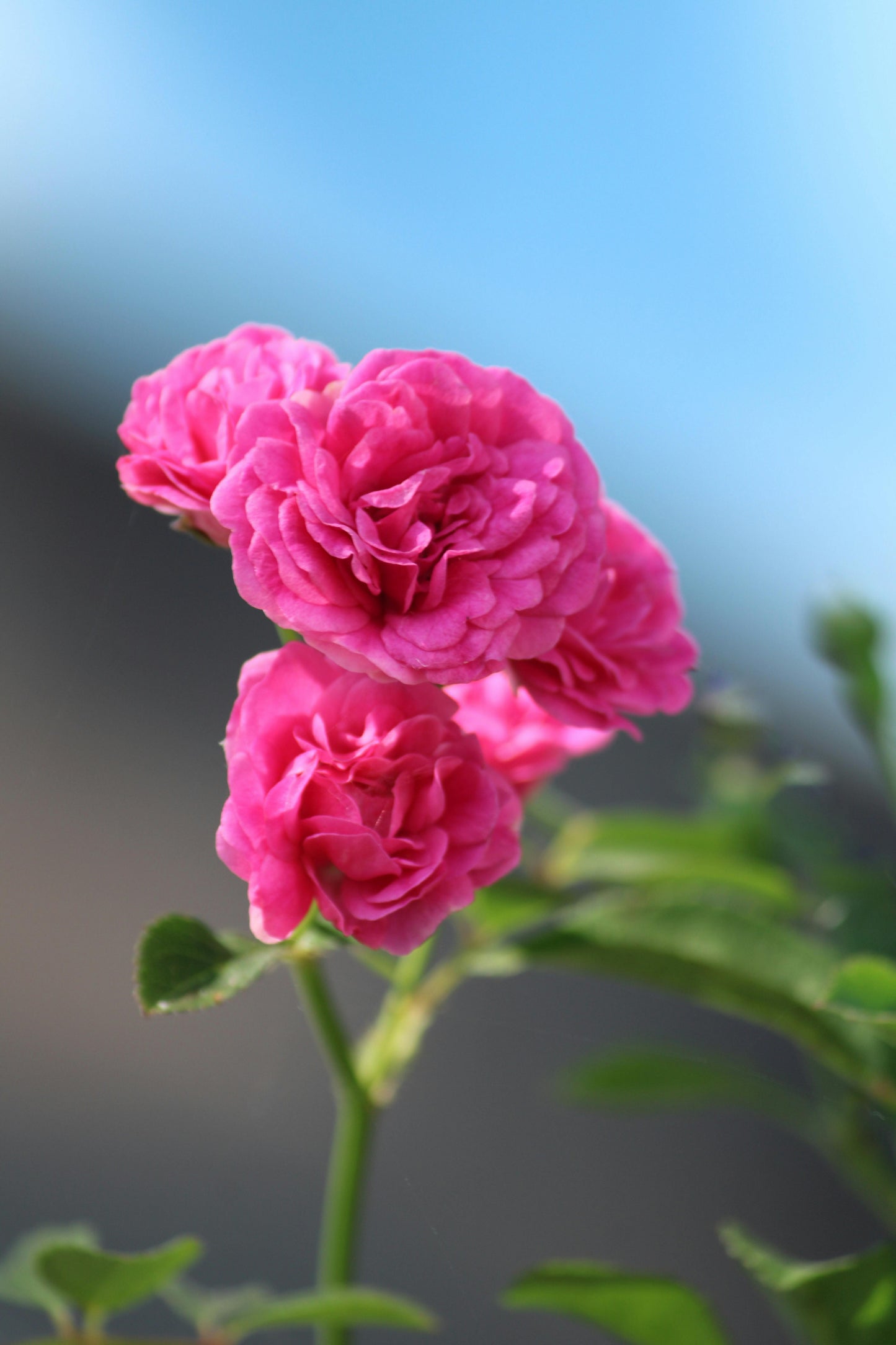 Elegant Climbing Rose Flower Seeds